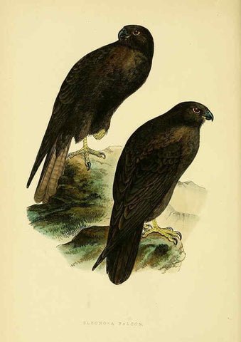 Reproducción/Reproduction 6050322582: A history of the birds of Europe, not observed in the British Isles. v.1 London :G. Bell & Sons,1875-1876