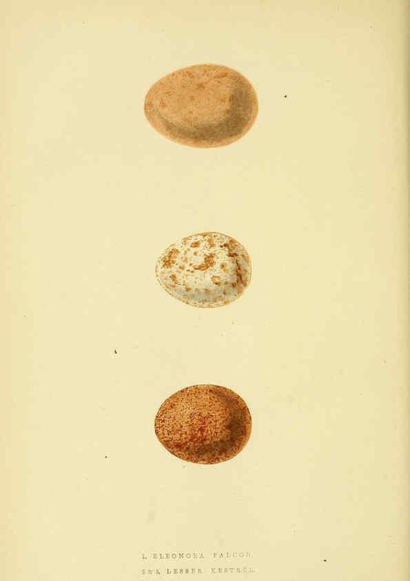 Reproducción/Reproduction 6050322886: A history of the birds of Europe, not observed in the British Isles. v.1 London :G. Bell & Sons,1875-1876
