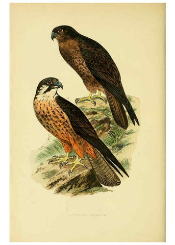 Reproducción/Reproduction 6050323142: A history of the birds of Europe, not observed in the British Isles. v.1 London :G. Bell & Sons,1875-1876