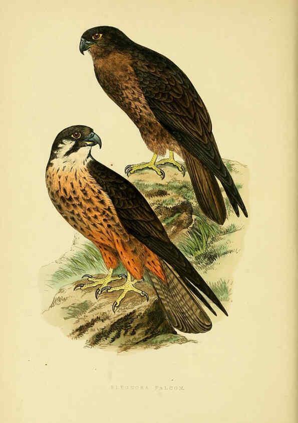 Reproducción/Reproduction 6050323142: A history of the birds of Europe, not observed in the British Isles. v.1 London :G. Bell & Sons,1875-1876
