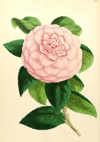 Reproducción/Reproduction 6052296667: The Floral magazine. v.6 London,L. Reeve & Co