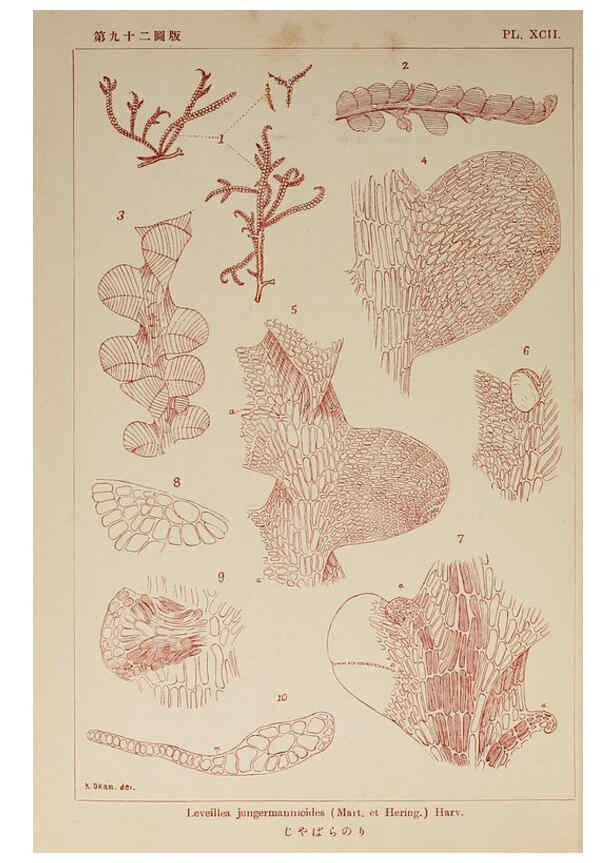 Reproducción/Reproduction 6049925897: Icones of Japanese algae. v.2 Tokyo,Kazamashobo[1907-1942] 