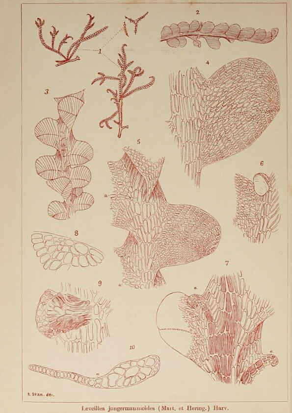 Reproducción/Reproduction 6049925897: Icones of Japanese algae. v.2 Tokyo,Kazamashobo[1907-1942] 