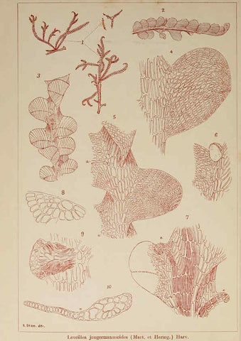 Reproducción/Reproduction 6049925897: Icones of Japanese algae. v.2 Tokyo,Kazamashobo[1907-1942] 