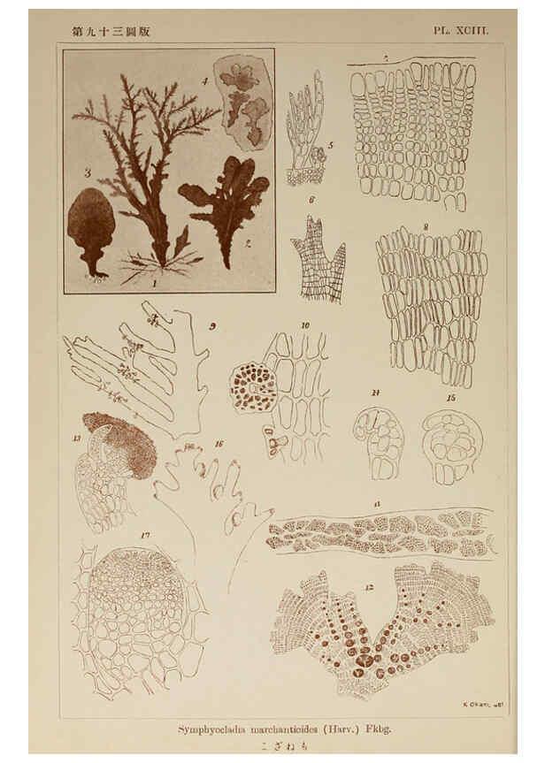 Reproducción/Reproduction 6050478172: Icones of Japanese algae. v.2 Tokyo,Kazamashobo[1907-1942] 