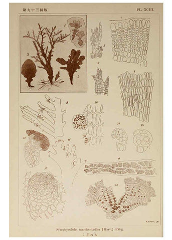 Reproducción/Reproduction 6050478172: Icones of Japanese algae. v.2 Tokyo,Kazamashobo[1907-1942] 