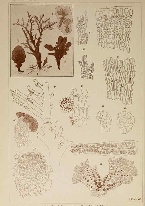 Reproducción/Reproduction 6050478172: Icones of Japanese algae. v.2 Tokyo,Kazamashobo[1907-1942] 