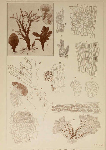 Reproducción/Reproduction 6050478172: Icones of Japanese algae. v.2 Tokyo,Kazamashobo[1907-1942] 