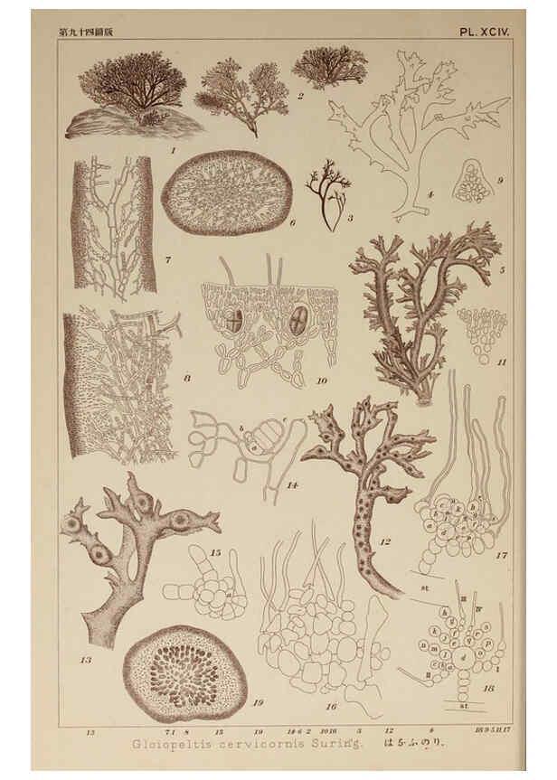 Reproducción/Reproduction 6050478474: Icones of Japanese algae. v.2 Tokyo,Kazamashobo[1907-1942] 