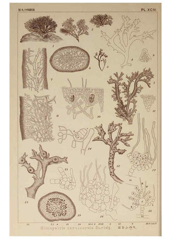 Reproducción/Reproduction 6050478474: Icones of Japanese algae. v.2 Tokyo,Kazamashobo[1907-1942] 
