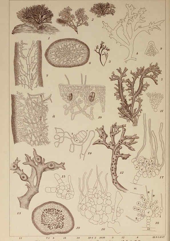 Reproducción/Reproduction 6050478474: Icones of Japanese algae. v.2 Tokyo,Kazamashobo[1907-1942] 