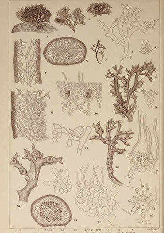 Reproducción/Reproduction 6050478474: Icones of Japanese algae. v.2 Tokyo,Kazamashobo[1907-1942] 