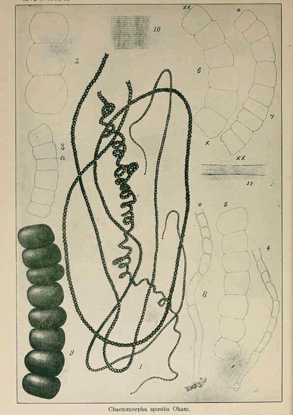 Reproducción/Reproduction 6049927195: Icones of Japanese algae. v.2 Tokyo,Kazamashobo[1907-1942] 