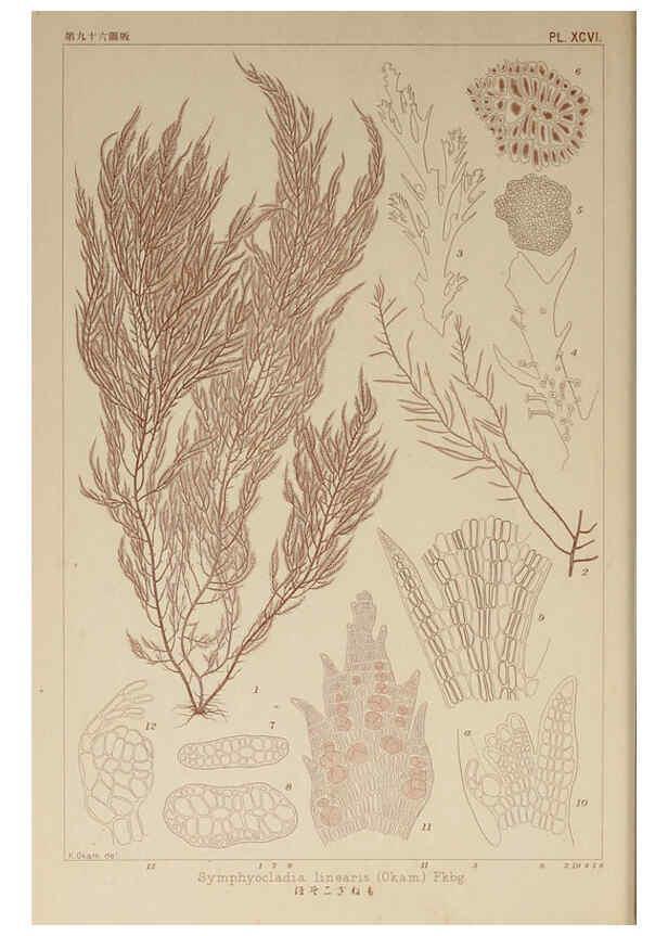 Reproducción/Reproduction 6049927753: Icones of Japanese algae. v.2 Tokyo,Kazamashobo[1907-1942] 