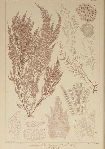 Reproducción/Reproduction 6049927753: Icones of Japanese algae. v.2 Tokyo,Kazamashobo[1907-1942] 