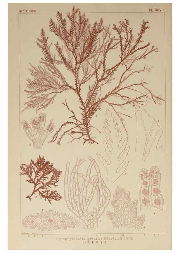 Reproducción/Reproduction 6049928207: Icones of Japanese algae. v.2 Tokyo,Kazamashobo[1907-1942] 