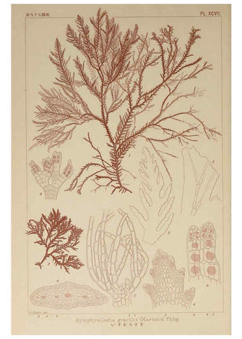Reproducción/Reproduction 6049928207: Icones of Japanese algae. v.2 Tokyo,Kazamashobo[1907-1942] 