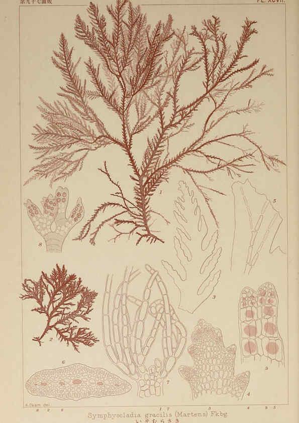 Reproducción/Reproduction 6049928207: Icones of Japanese algae. v.2 Tokyo,Kazamashobo[1907-1942] 