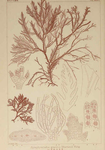 Reproducción/Reproduction 6049928207: Icones of Japanese algae. v.2 Tokyo,Kazamashobo[1907-1942] 