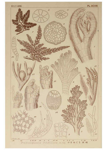 Reproducción/Reproduction 6049928553: Icones of Japanese algae. v.2 Tokyo,Kazamashobo[1907-1942] 
