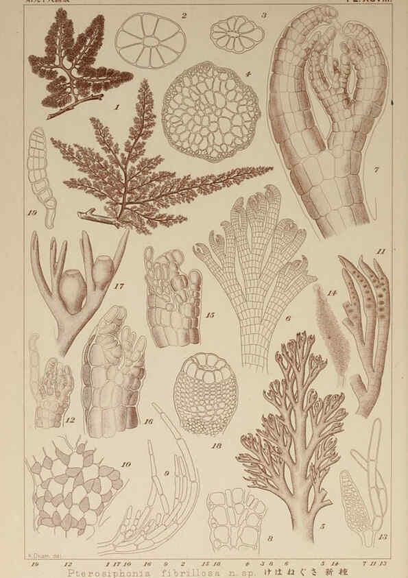 Reproducción/Reproduction 6049928553: Icones of Japanese algae. v.2 Tokyo,Kazamashobo[1907-1942] 
