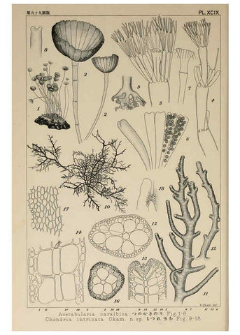 Reproducción/Reproduction 6049928959: Icones of Japanese algae. v.2 Tokyo,Kazamashobo[1907-1942] 