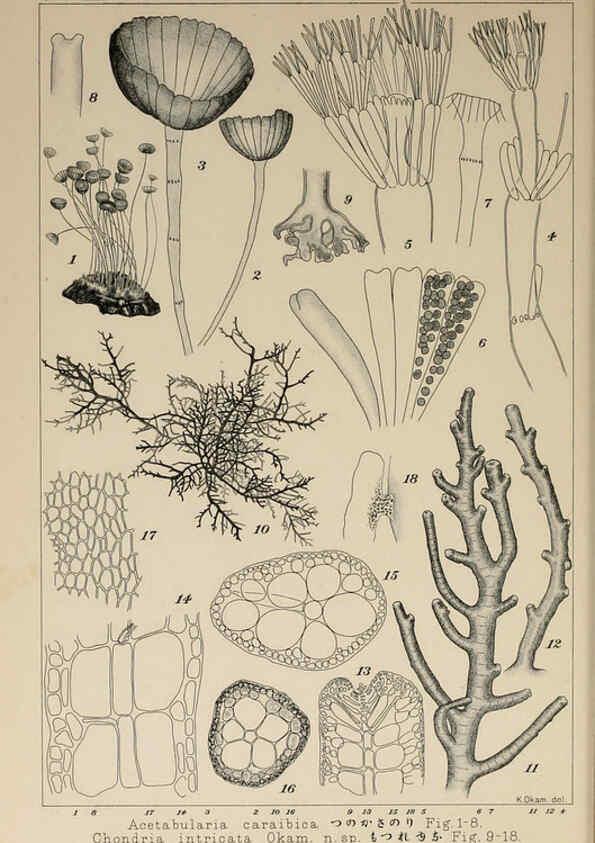 Reproducción/Reproduction 6049928959: Icones of Japanese algae. v.2 Tokyo,Kazamashobo[1907-1942] 