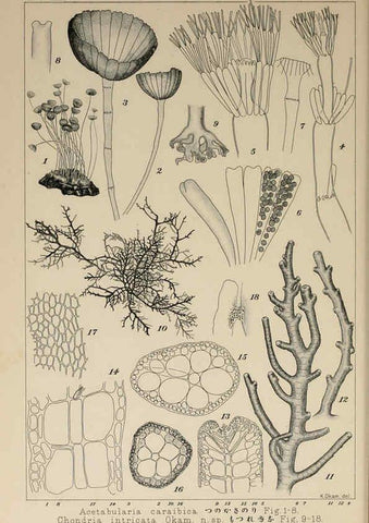 Reproducción/Reproduction 6049928959: Icones of Japanese algae. v.2 Tokyo,Kazamashobo[1907-1942] 