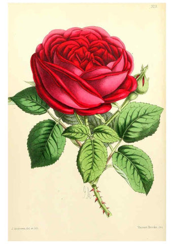 Reproducción/Reproduction 6052290335: The Floral magazine. v.6 London,L. Reeve & Co