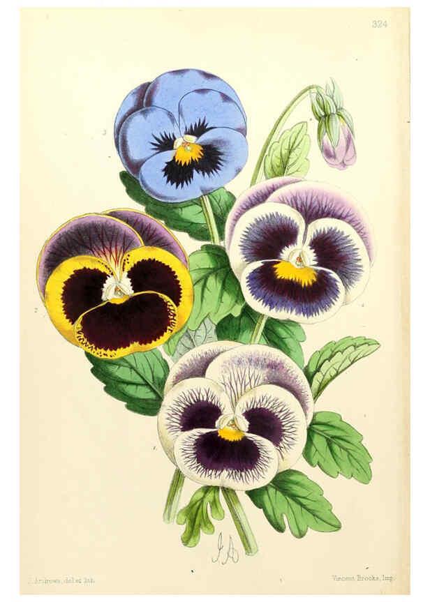 Reproducción/Reproduction 6052841192: The Floral magazine. v.6 London,L. Reeve & Co