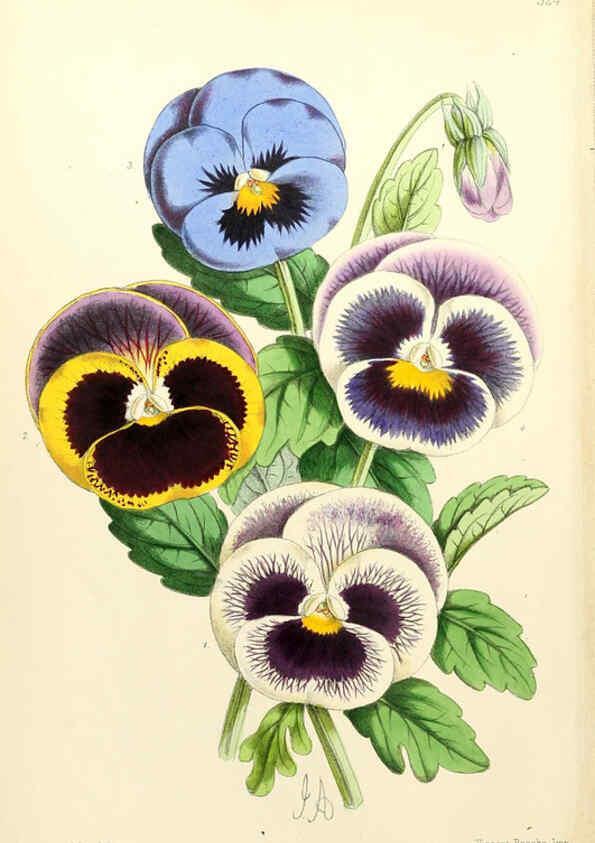 Reproducción/Reproduction 6052841192: The Floral magazine. v.6 London,L. Reeve & Co