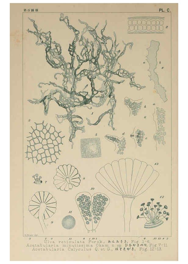 Reproducción/Reproduction 6049929357: Icones of Japanese algae. v.2 Tokyo,Kazamashobo[1907-1942] 