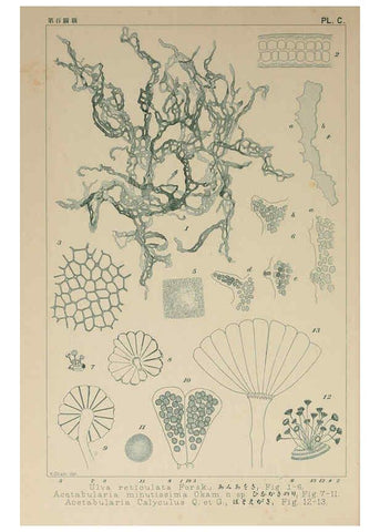Reproducción/Reproduction 6049929357: Icones of Japanese algae. v.2 Tokyo,Kazamashobo[1907-1942] 