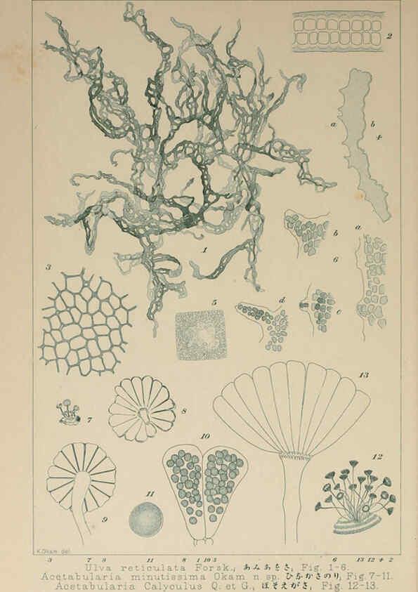Reproducción/Reproduction 6049929357: Icones of Japanese algae. v.2 Tokyo,Kazamashobo[1907-1942] 