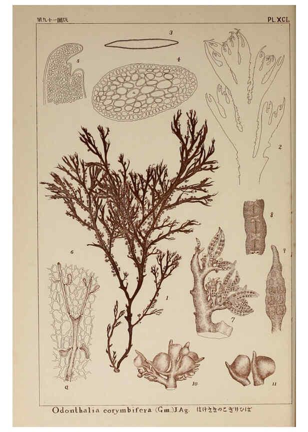 Reproducción/Reproduction 6050477362: Icones of Japanese algae. v.2 Tokyo,Kazamashobo[1907-1942] 