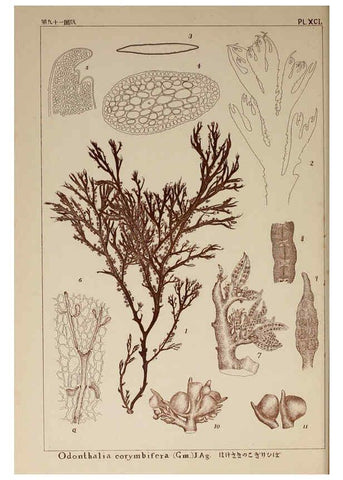 Reproducción/Reproduction 6050477362: Icones of Japanese algae. v.2 Tokyo,Kazamashobo[1907-1942] 