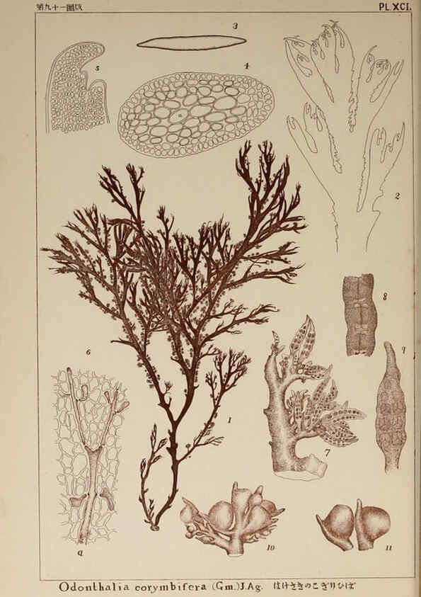 Reproducción/Reproduction 6050477362: Icones of Japanese algae. v.2 Tokyo,Kazamashobo[1907-1942] 