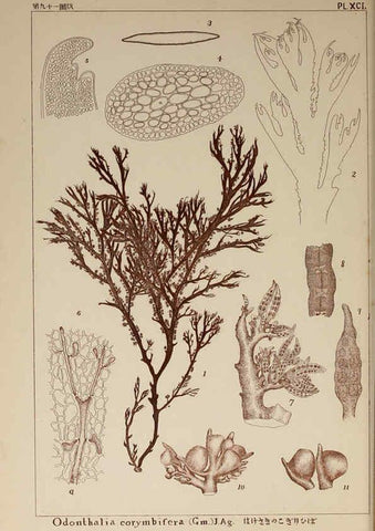 Reproducción/Reproduction 6050477362: Icones of Japanese algae. v.2 Tokyo,Kazamashobo[1907-1942] 
