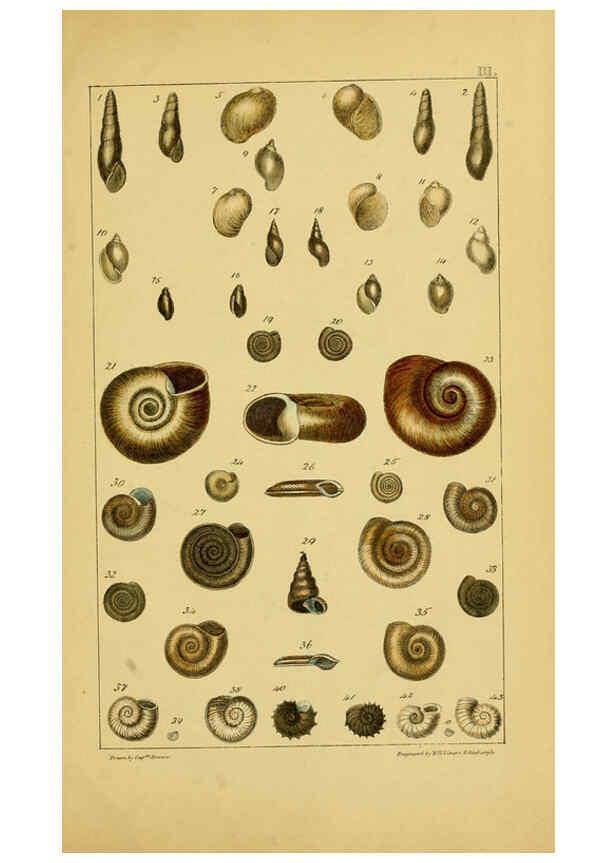 Reproducción/Reproduction 6052911898: Illustrations of the land and fresh water conchology of Great Britain and Ireland London,Smith, Elder, and co.; [etc., etc.]1845