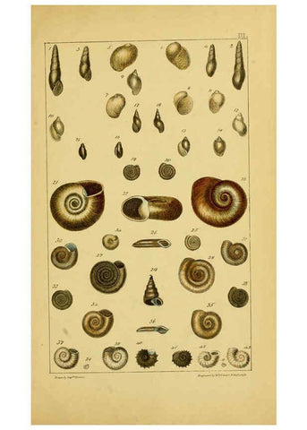 Reproducción/Reproduction 6052911898: Illustrations of the land and fresh water conchology of Great Britain and Ireland London,Smith, Elder, and co.; [etc., etc.]1845