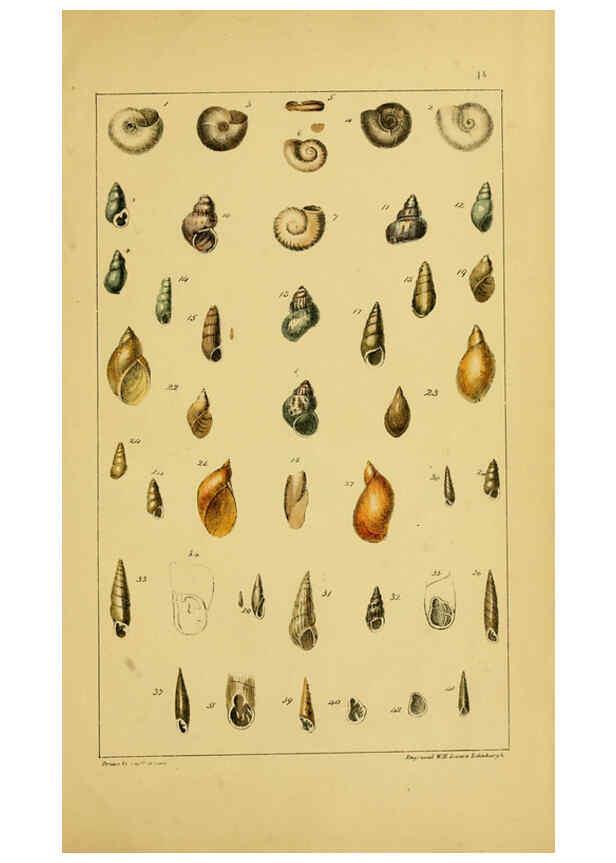 Reproducción/Reproduction 6052912168: Illustrations of the land and fresh water conchology of Great Britain and Ireland London,Smith, Elder, and co.; [etc., etc.]1845