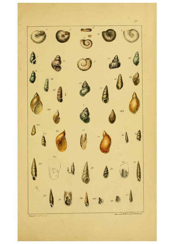 Reproducción/Reproduction 6052912168: Illustrations of the land and fresh water conchology of Great Britain and Ireland London,Smith, Elder, and co.; [etc., etc.]1845