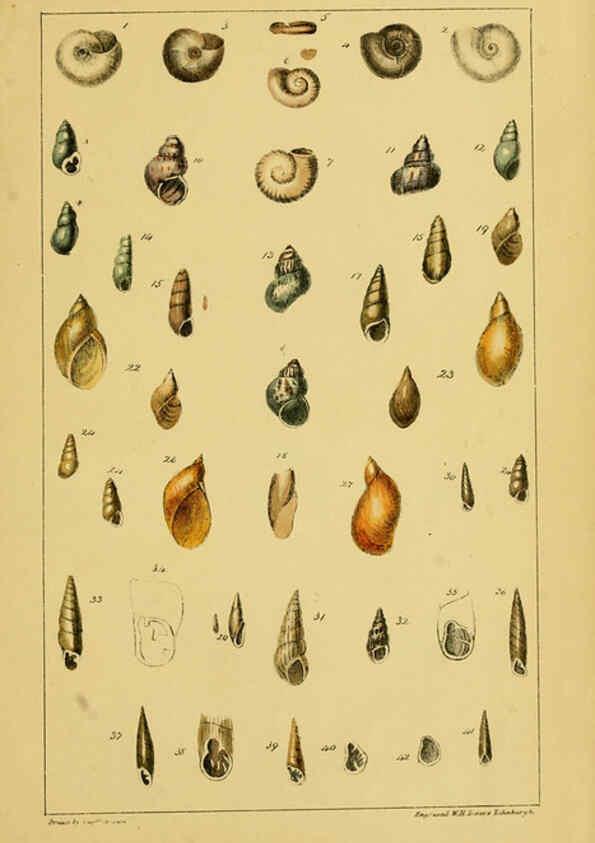 Reproducción/Reproduction 6052912168: Illustrations of the land and fresh water conchology of Great Britain and Ireland London,Smith, Elder, and co.; [etc., etc.]1845