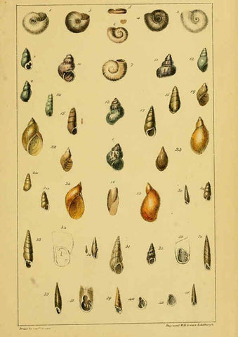 Reproducción/Reproduction 6052912168: Illustrations of the land and fresh water conchology of Great Britain and Ireland London,Smith, Elder, and co.; [etc., etc.]1845