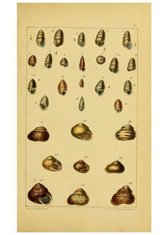 Reproducción/Reproduction 6052926420: Illustrations of the land and fresh water conchology of Great Britain and Ireland London,Smith, Elder, and co.; [etc., etc.]1845