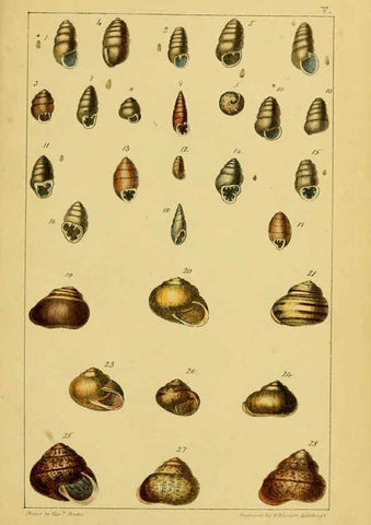 Reproducción/Reproduction 6052926420: Illustrations of the land and fresh water conchology of Great Britain and Ireland London,Smith, Elder, and co.; [etc., etc.]1845