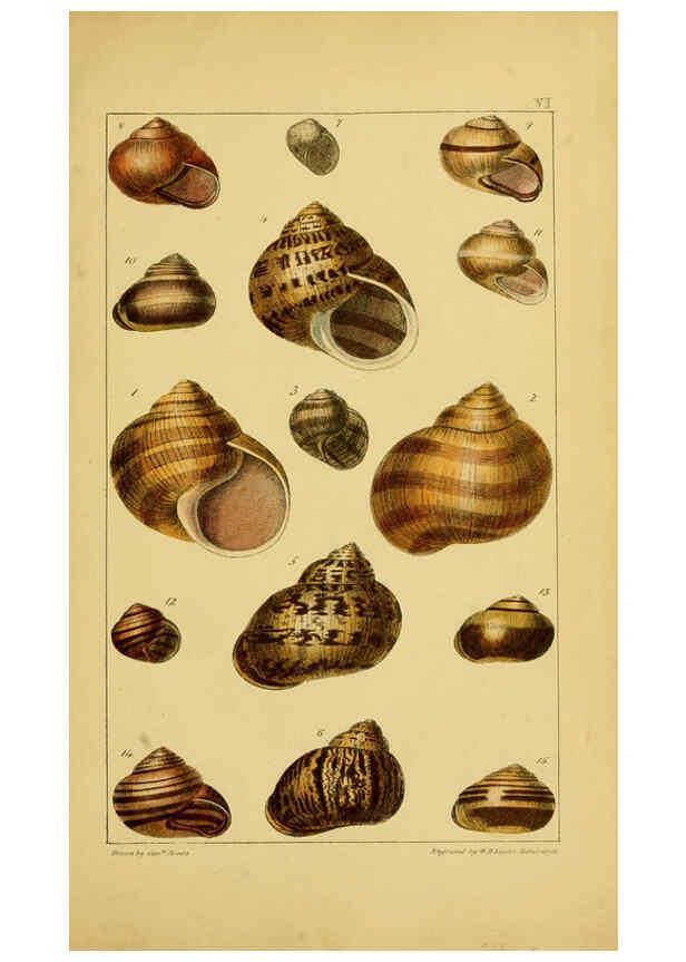 Reproducción/Reproduction 6052375441: Illustrations of the land and fresh water conchology of Great Britain and Ireland London,Smith, Elder, and co.; [etc., etc.]1845
