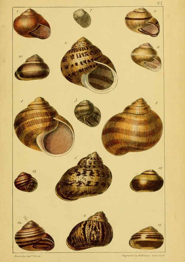Reproducción/Reproduction 6052375441: Illustrations of the land and fresh water conchology of Great Britain and Ireland London,Smith, Elder, and co.; [etc., etc.]1845