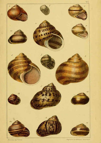 Reproducción/Reproduction 6052375441: Illustrations of the land and fresh water conchology of Great Britain and Ireland London,Smith, Elder, and co.; [etc., etc.]1845