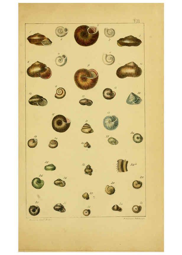 Reproducción/Reproduction 6052375717: Illustrations of the land and fresh water conchology of Great Britain and Ireland London,Smith, Elder, and co.; [etc., etc.]1845